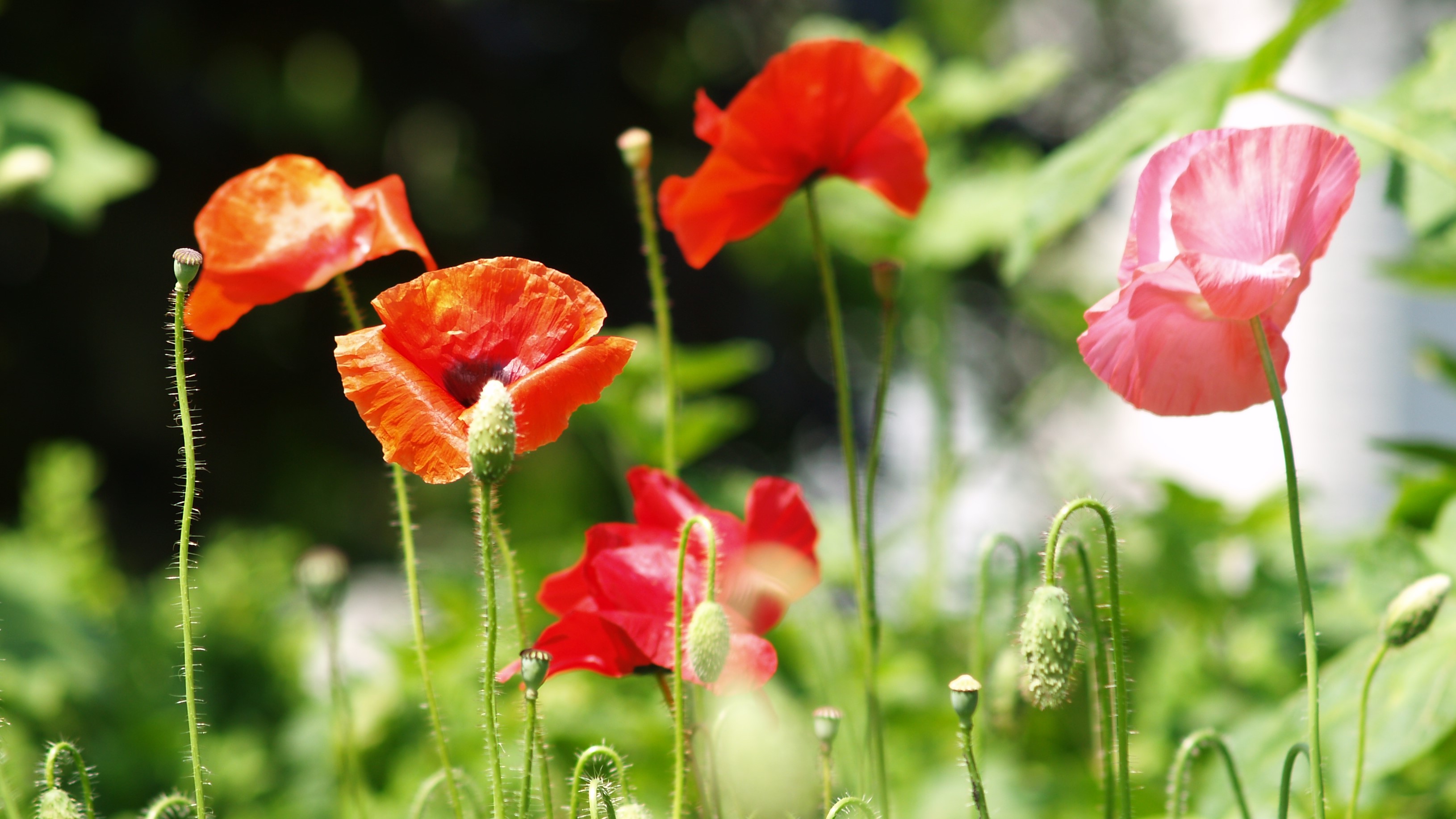 FLOWER 10